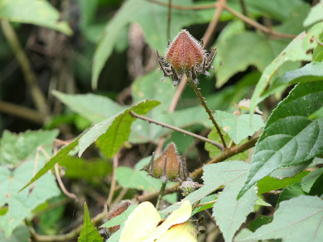 Hibiscus hispidissimus Griff.