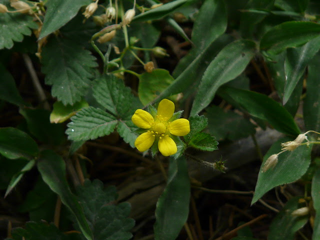 Duchesnea indica