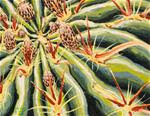 Horse Crippler Cactus - Posted on Friday, January 16, 2015 by Laura Wolf