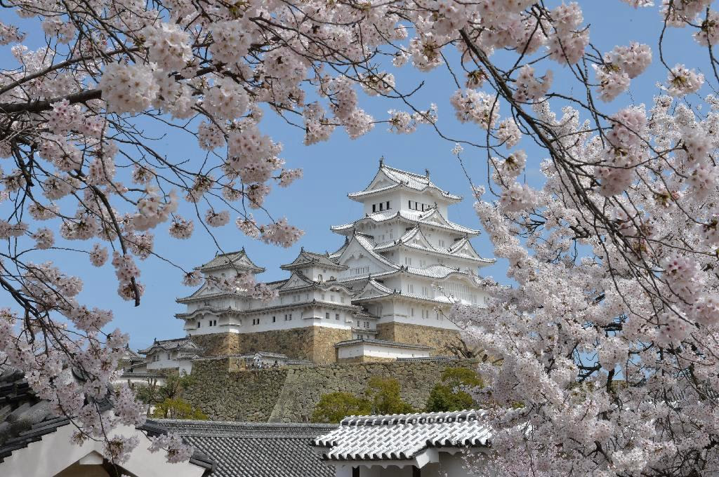 満開のサクラと美しさを競う姫路城大天守