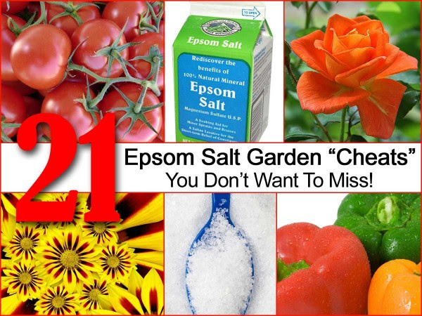 21 Uses For Epsom Salt In Your Garden You Don’t Want To Miss!