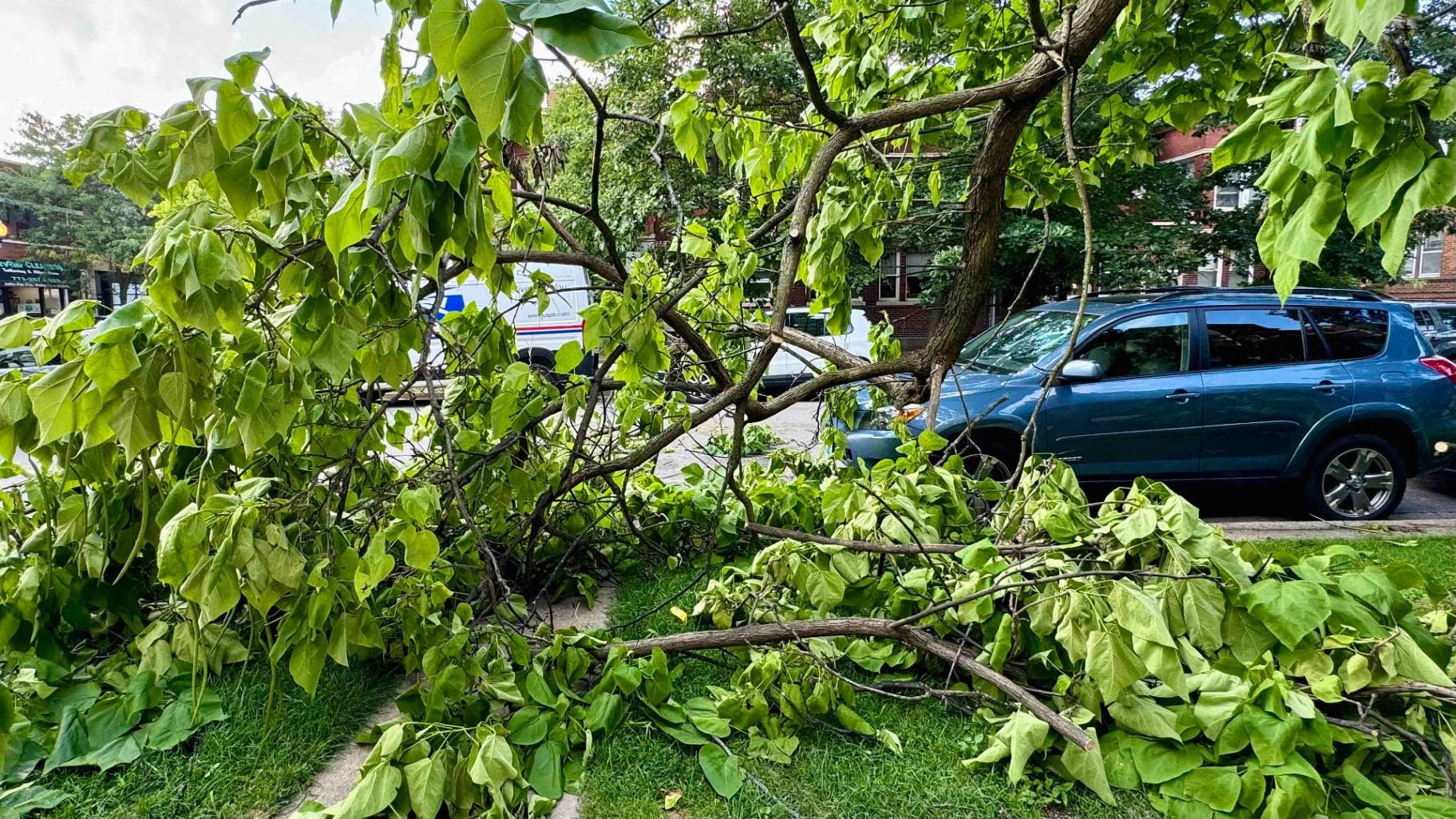 Tree damage in Chicago’s Lincoln Square neighborhood following strong storms, July 16, 2024. (Patty Wetli / WTTW News)