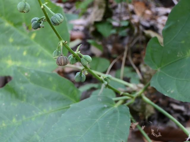 Baliospermum solanifolium (Burm.) Suresh