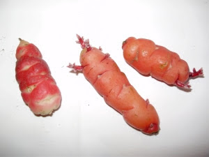 Two types of Oca tubers - 1 scarlet with white eyes on left & 2 orange oca on right
