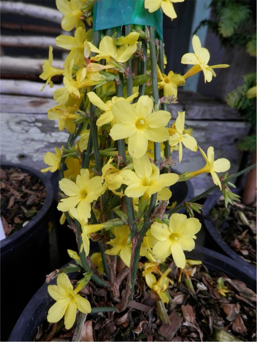 Winter Jasmine