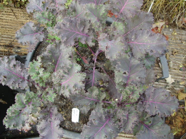 Red curly kale picked as baby leaves for salads is also happy in a container
