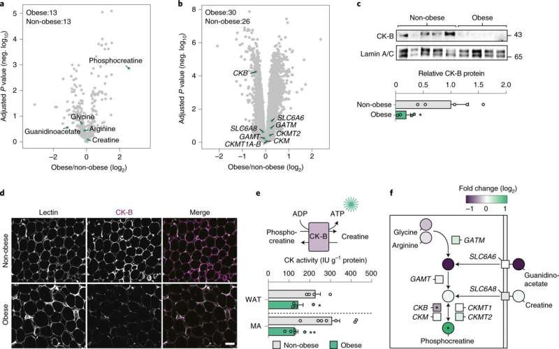 'Energy crisis' in fat cells behind inflammation associated with obesity