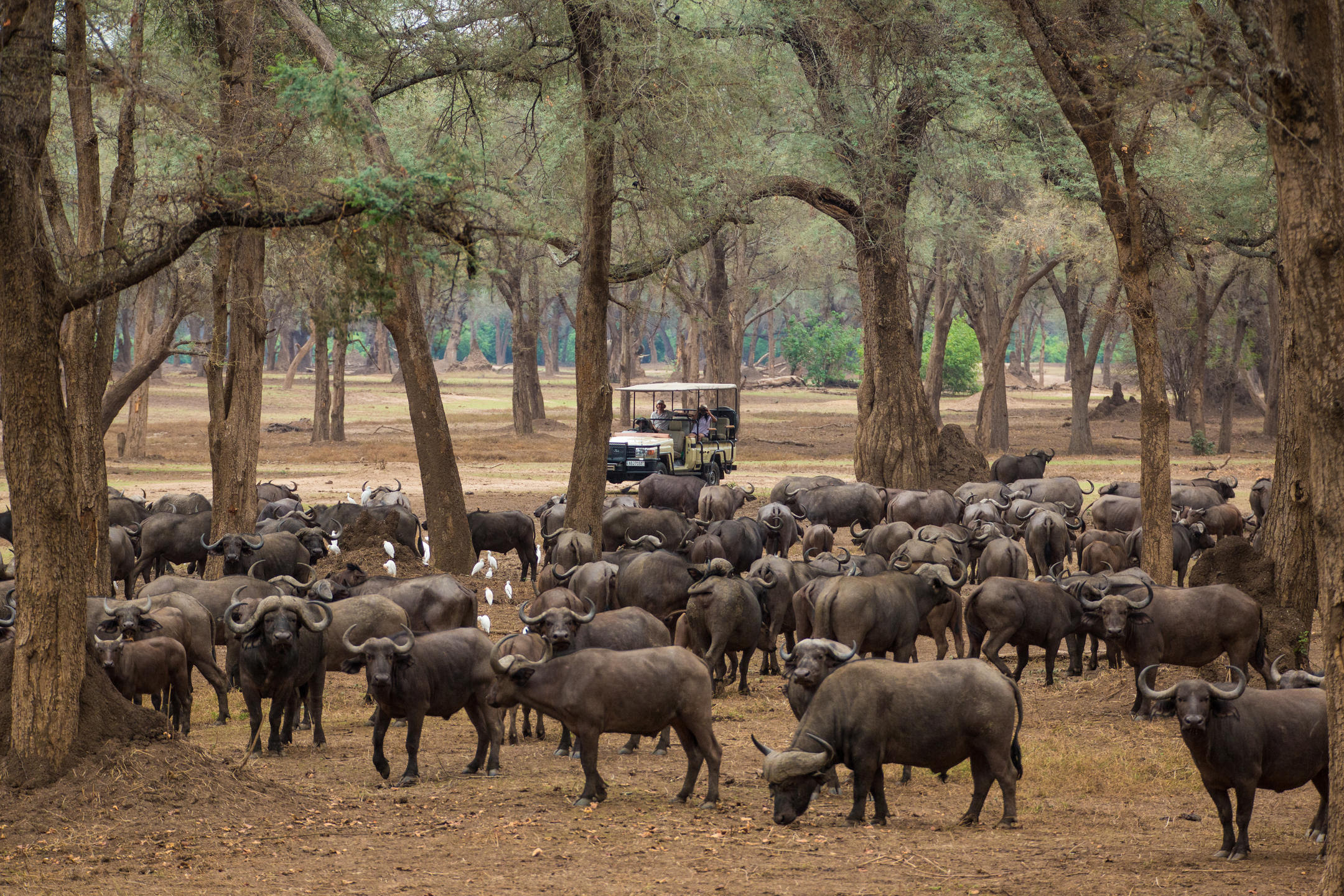 Lower Zambezi