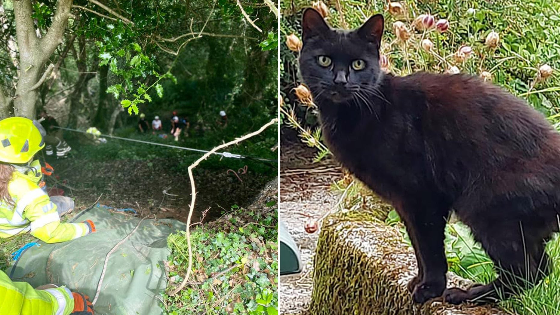 A cat's meowing helps rescuers find its owner, who fell down a ravine
