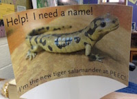 Tiger Salamander
