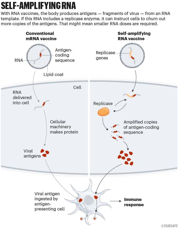 Self amplifying RNA: a graphic that shows how genes can be added to RNA vaccines to make them more effective.