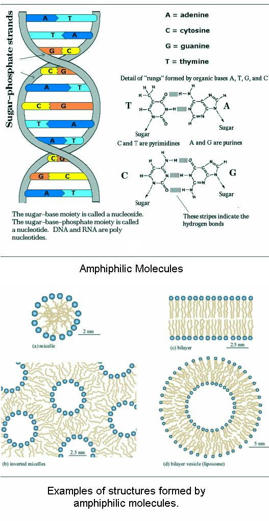 fig-1f-amphiphilic-molecules