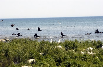A flock of black cormorants fly over vegetation and dunes on the shore of a bright blue lake.