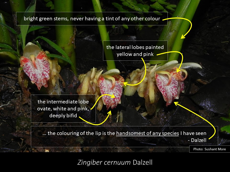 Slide1 stem and flower of Zingiber cernuum Dalzell