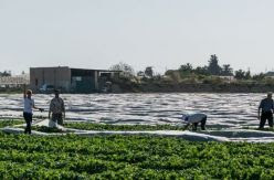 Un brote entre trabajadores del campo: cómo se rastrea a cinco jornaleros y un chófer positivos por coronavirus en Murcia