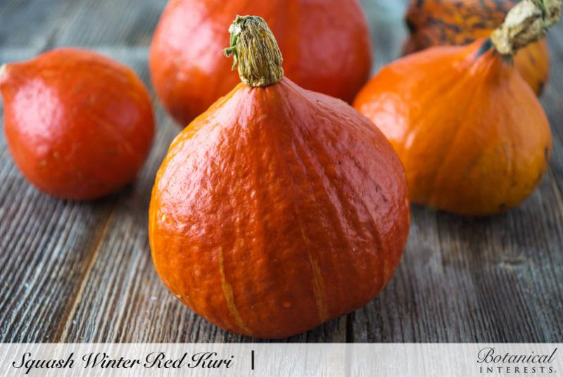 Squash