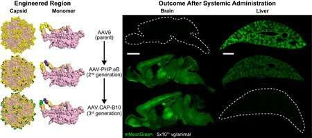 New Technology is One Step Closer to Targeted Gene Therapy