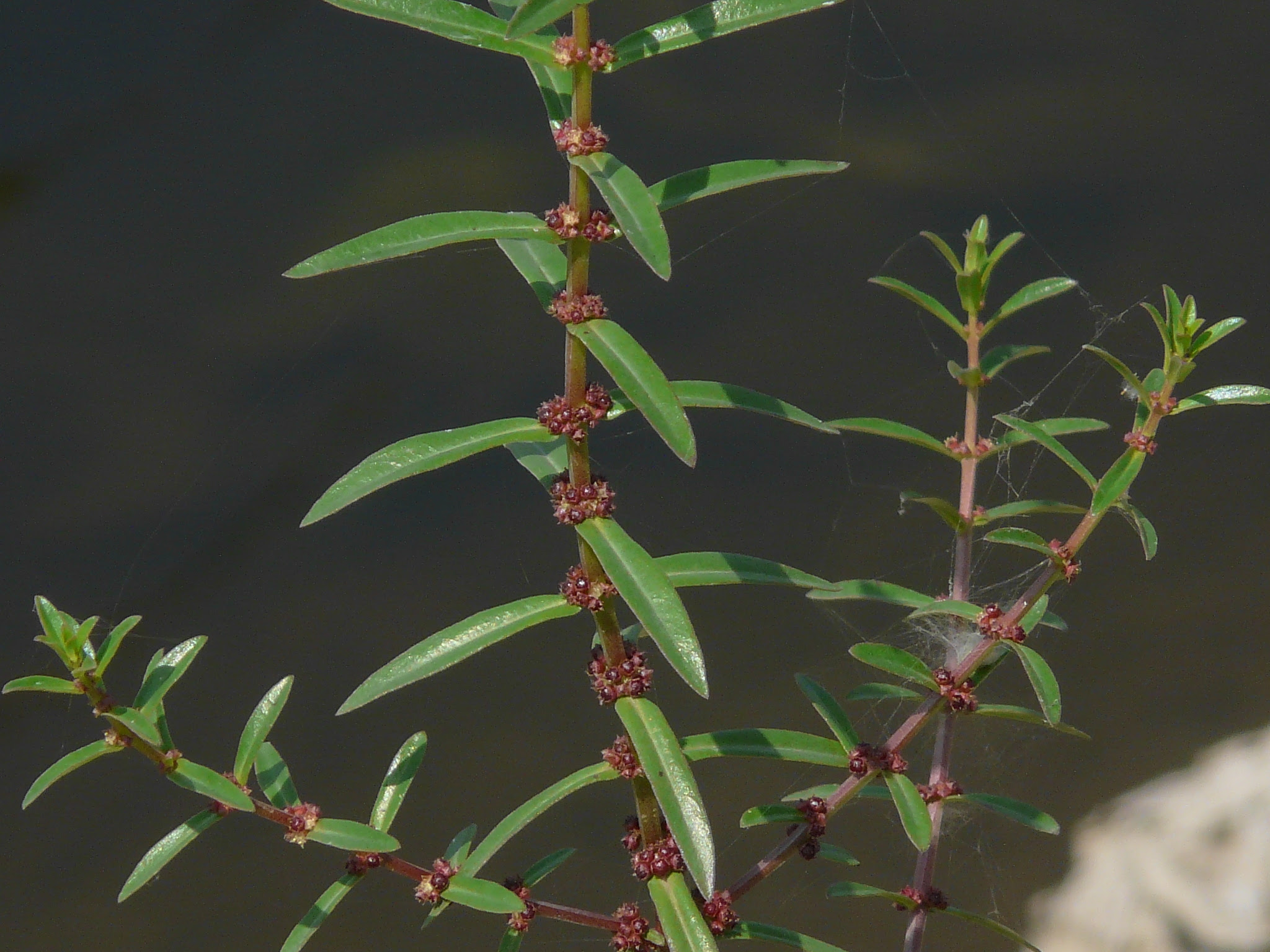 Ammannia aegyptiaca Willd. ... FOR VALIDATION
