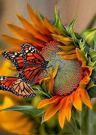 Sunflower-Butterflies