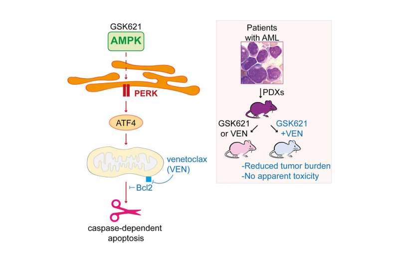 Defeating leukemia cells by depriving them of energy