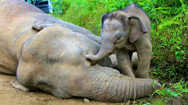 Avec sa trompe, un éléphanteau essaie de réanimer sa mère gisant sur le sol