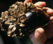 Zebra Mussels On the Move: What Are Water Utilities Doing to Stop Them? IMAGE