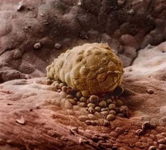 Những bức ảnh đáng kinh ngạc về sự phát triển của thai nhi trong bụng mẹ - 7