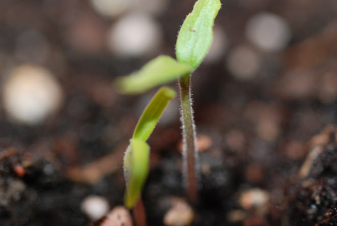 GROWING COLLARDS Seedling-collards