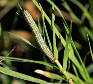 Fall armyworm on a green grass stem. 