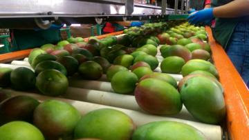 Mango de Puerto Rico diversifica su comercialización, pero apuesta decididamente por crecer más en Estados Unidos