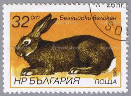 rabbit stamp