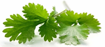 cilantro leaves2