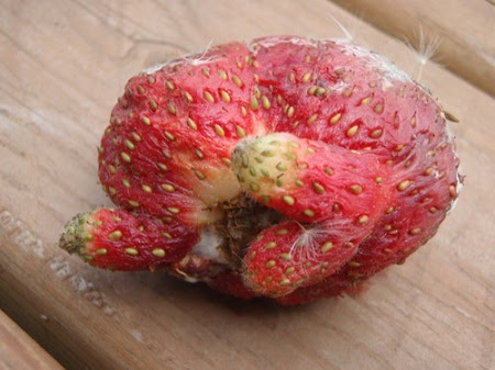 Fukushima-mutant-strawberry-9336-1407858