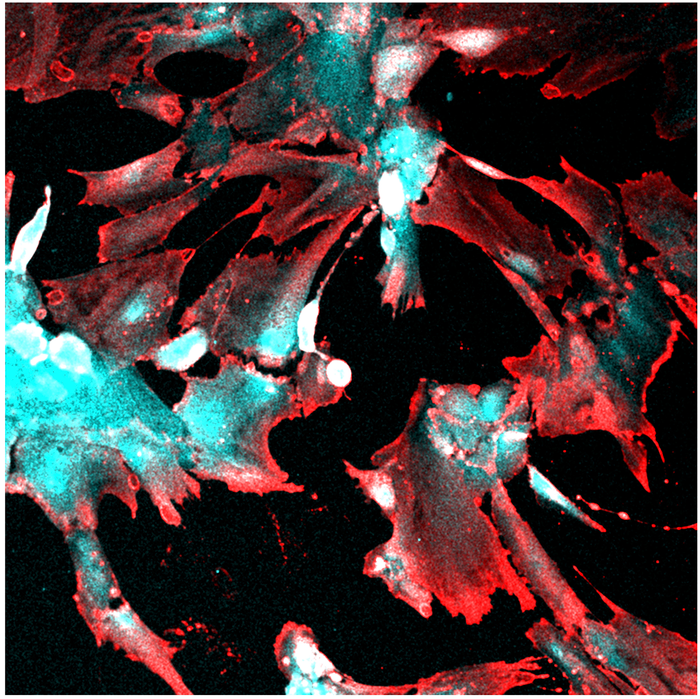 Kidney Cells