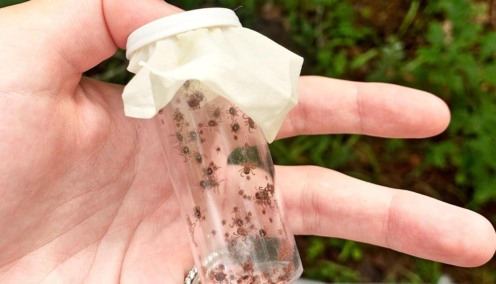 hand holds vial of ticks