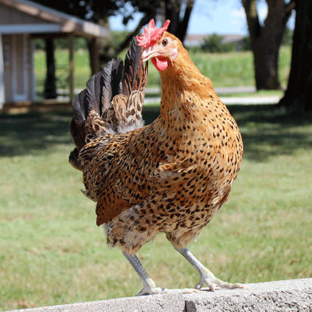 Gà không có một cọng lông, gà lùn, gà không đuôi và những loại gà kỳ lạ nhất trên thế giới - Ảnh 19.
