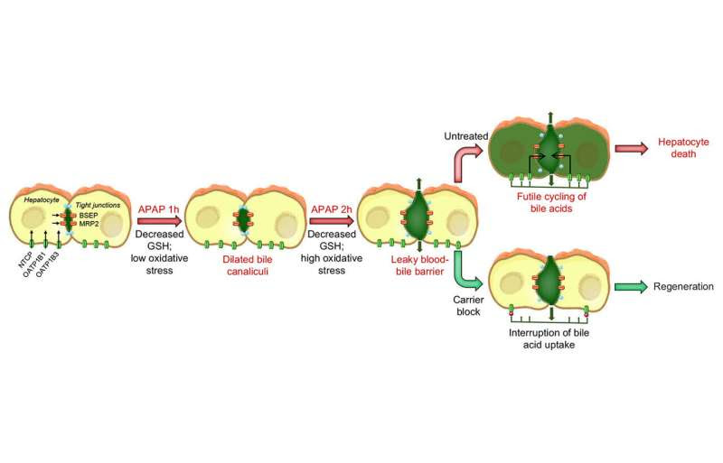 Interruption of bile acid uptake by liver cells after paracetamol overdose mitigates liver damage