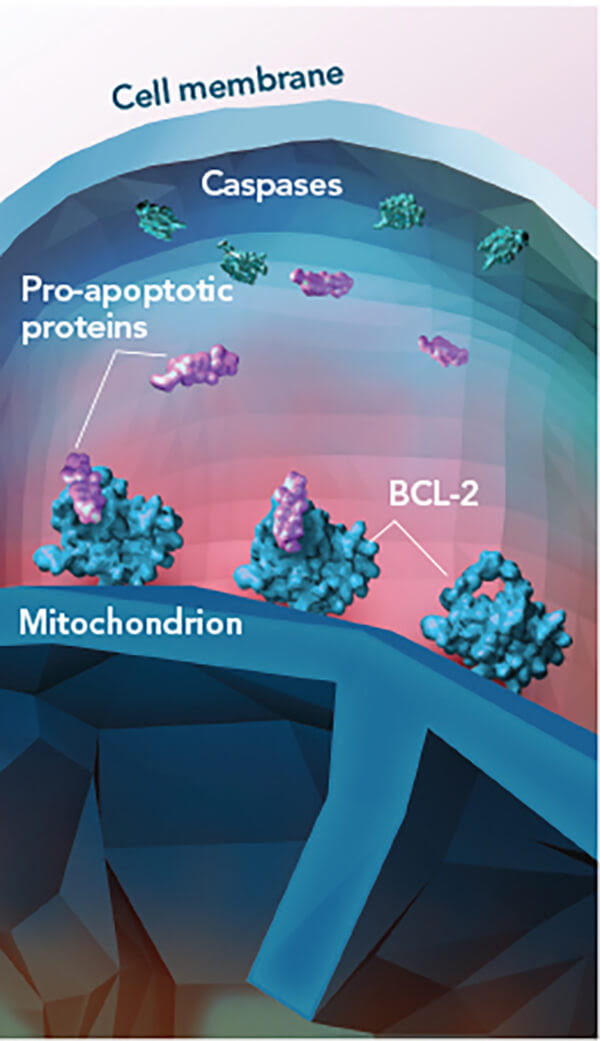 Illustration demonstrating how Venetoclax blocks the action of BCL-2, a protein that prevents cell death and is often overexpressed in CLL cells.