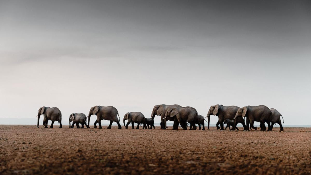 PieAerts-Tortilis-Elephants.jpg