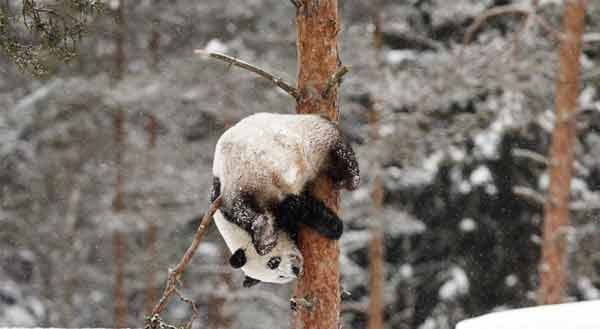 O país dos pandas