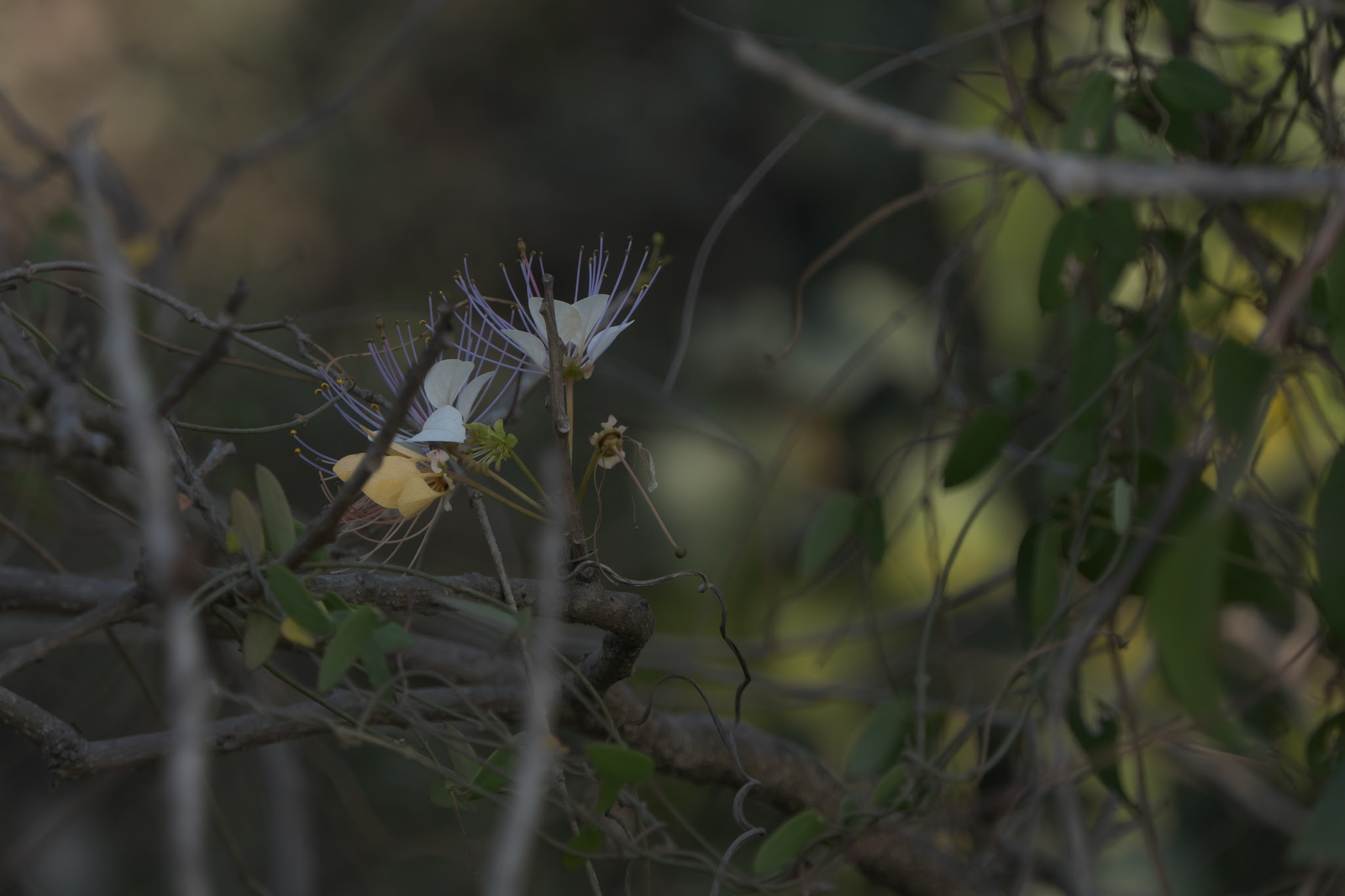 Crateva adansonii subsp. odora (Buch.-Ham.) Jacobs ... FOR VALIDATION