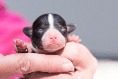 A newborn puppy.