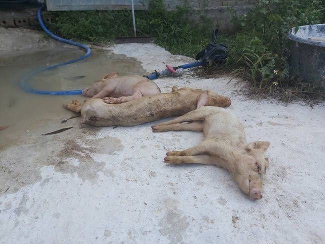 Nghệ An: Lợn giống bị nhiễm tai xanh, mua về chết đồng loạt - Ảnh 1.