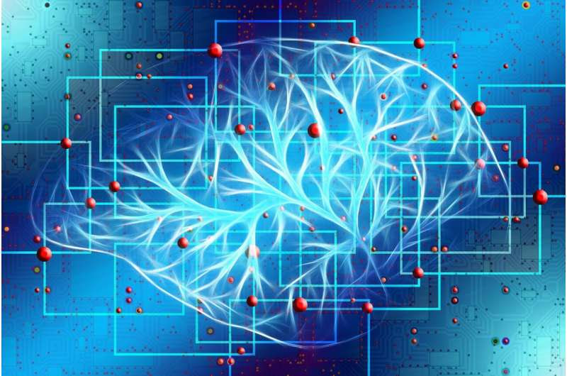 brain circuit