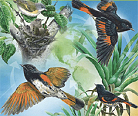 American Redstart life cycle, courtesy International Migratory Bird Day