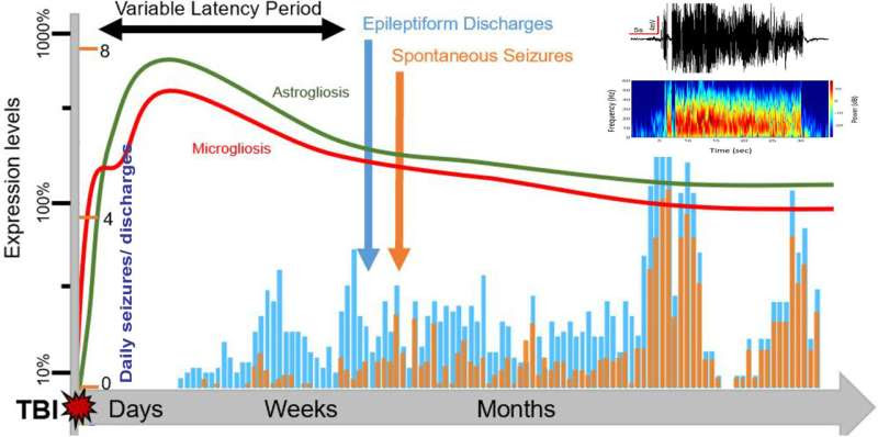 Researchers create breakthrough model for helping patients with post-traumatic epilepsy