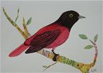 Maroon Oriole - Posted on Thursday, February 19, 2015 by Ketki Fadnis