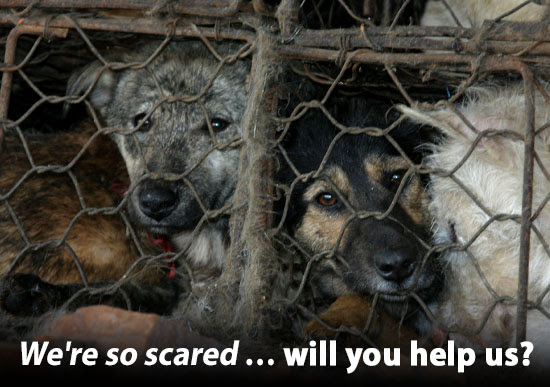 Donate Now