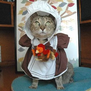 Thanksgiving pilgrim-cat