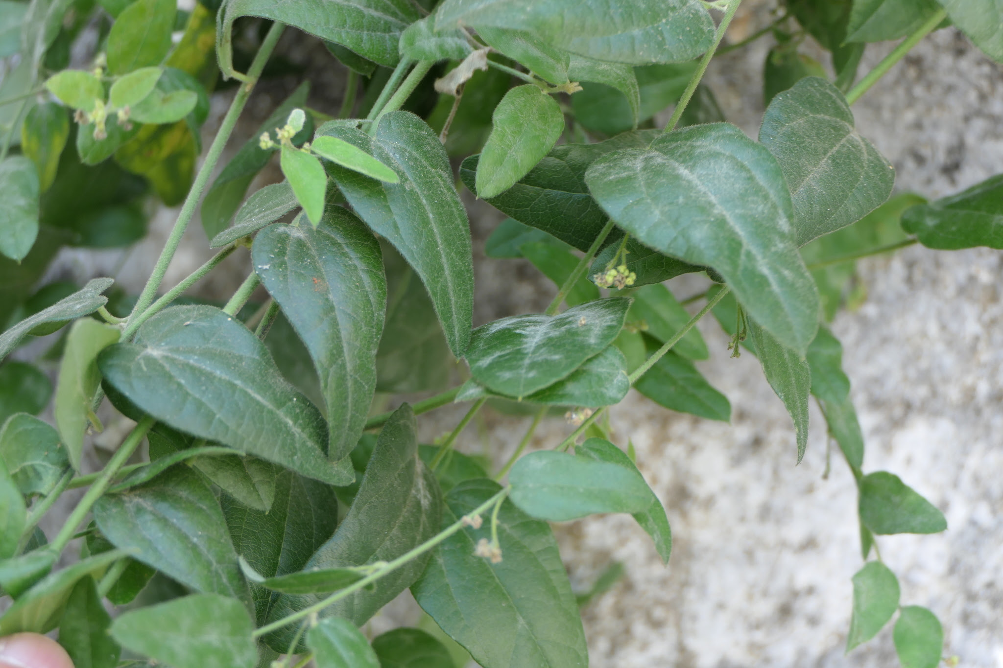 Cocculus hirsutus (L.) W.Theob.